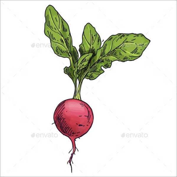 Radish Isolated White Background Template
